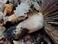 Szenes galambgomba (Russula nigricans), Somogy